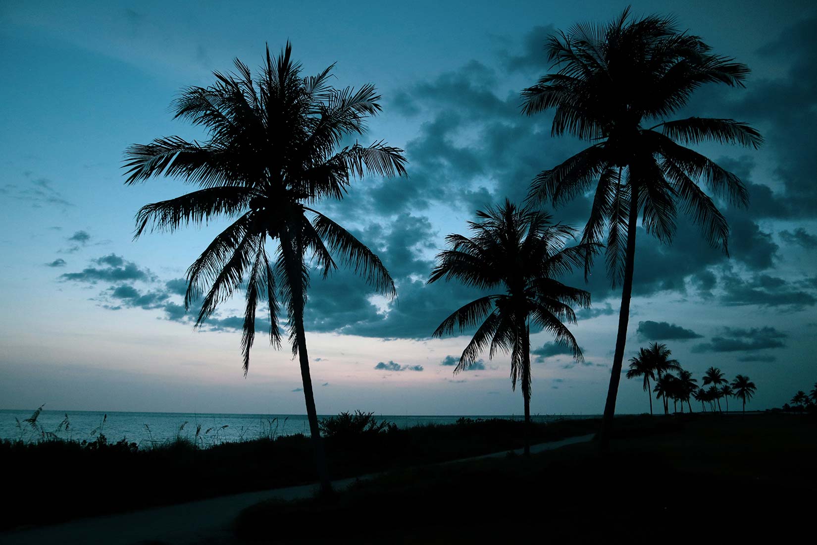 coast-palm-trees