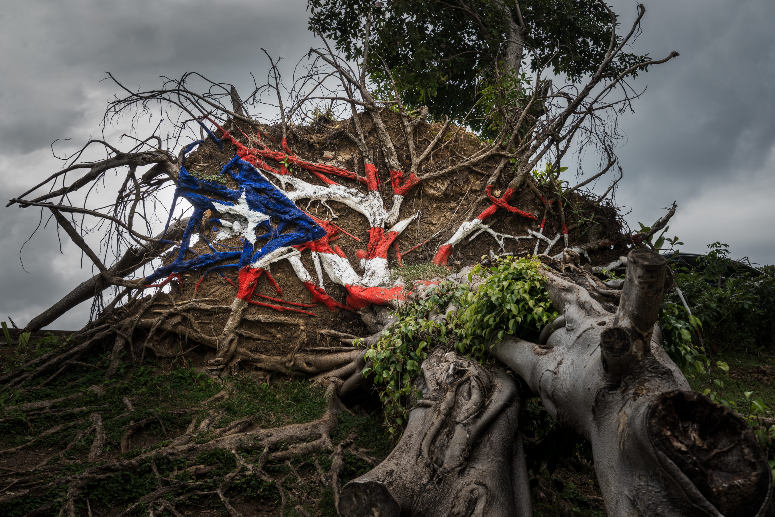 Fallen tree from Hurricane Maria in San Juan